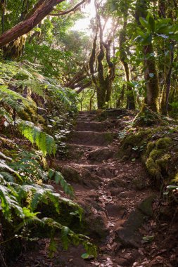 Güneş ışığıyla birlikte Anaga Kırsal Parkı Tenerife Kanarya Adaları 'ndaki yosun kaplı Laurisilva ormanları ve eğreltiotlarının arasından geçen yürüyüş yolu.