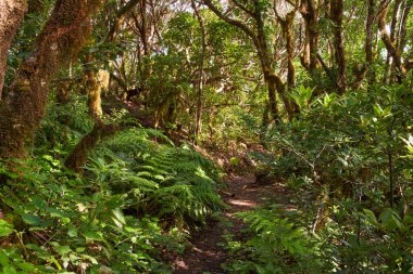 Anaga Kırsal Parkı Tenerife Kanarya Adaları 'nın nemli subtropikal ormanlarında yosun kaplı ağaç gövdeleri ve eğrelti otları ile yoğun Laurisilva Ormanı