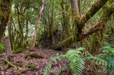 Anaga Kırsal Parkı Tenerife Kanarya Adaları 'nın nemli subtropikal ormanlarında yosun kaplı ağaç gövdeleri ve eğrelti otları ile yoğun Laurisilva Ormanı