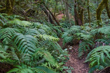 Anaga Kırsal Parkı Tenerife Kanarya Adaları 'nın nemli subtropikal ormanlarında yosun kaplı ağaç gövdeleri ve eğrelti otları ile yoğun Laurisilva Ormanı