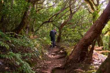 Sırt çantalı bir adam Anaga Kırsal Park Tenerife Kanarya Adaları 'ndaki Laurisilva ormanında yosun kaplı patikada yürüyor.