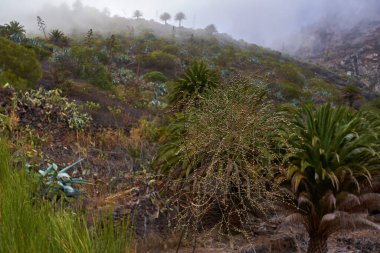Sisli Masca vadisi, yüksek palmiye ağaçları ve volkanik yamaçlardaki yerli agave bitkilerinin yer aldığı bir yer..