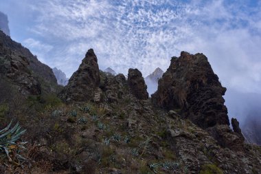 Karanlık volkanik kaya dokusu yumuşak beyaz sis ve dağınık çöl bitkileriyle çelişiyor..