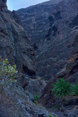 Masca Vadisi 'nin gündüz görüşü. Yamaçlarda bitki örtüsüyle birlikte karanlık mağaranın içinden açılan uçurum oluşumları.
