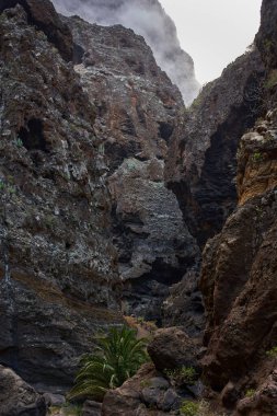 Masca Vadisi 'nin dar geçidi, üzerinde bitki örtüsü ve sis olan yüksek volkanik uçurum duvarları arasında dönüyor.