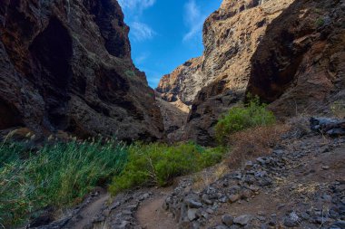 Altın güneşli duvarları ve mavi gökyüzünün altındaki patika boyunca uzanan yemyeşil bitkileri olan Masca vadisi uçurumları.