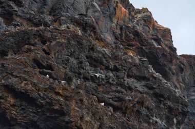 Beyaz martı kolonisi Los Gigantes kayalıklarında renkli katmanlı volkanik kaya çıkıntılarına yuva yapıyor.