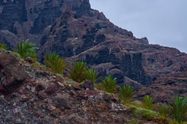 Genç Kanarya Adası volkanik kaya yamaçlarında yetişen palmiyeler oluşturur.