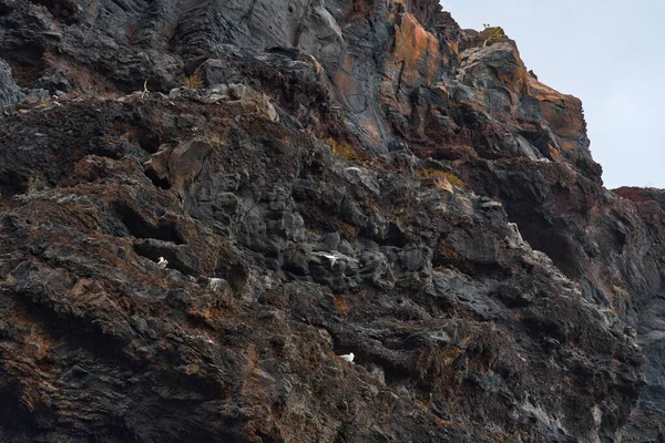 Beyaz martı kolonisi Los Gigantes kayalıklarında renkli katmanlı volkanik kaya çıkıntılarına yuva yapıyor.