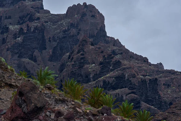 Genç Kanarya Adası volkanik kaya yamaçlarında yetişen palmiyeler oluşturur.