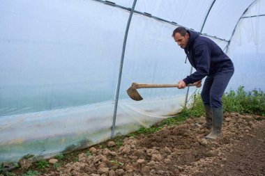 Orta yaşlı bir adam kırsal alandaki plastik çoklu tünel serasında toprak çapalıyor.