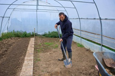 Orta yaşlı bir adam, kırsal alanda plastik çoklu tünel serasının içinde toprak kazıyor.
