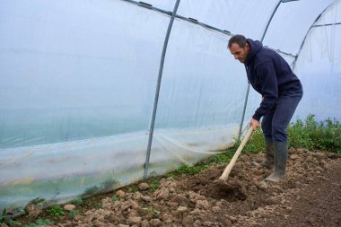 Orta yaşlı bir adam kırsal alandaki plastik çoklu tünel serasında toprak çapalıyor.
