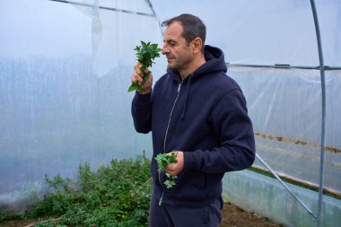 Orta yaşlı bir adam elinde bir demet maydanozu serada tutarken taze nane kokusu alıyor.
