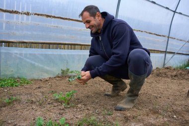 Orta yaşlı bir adam plastik çoklu tünel serasında çömelmiş maydanoz tohumu topluyor.