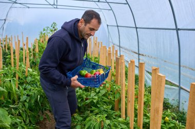 Orta yaşlı bir adam politünel serasında kazık saplanmış bitkilerin arasında biber topluyor.