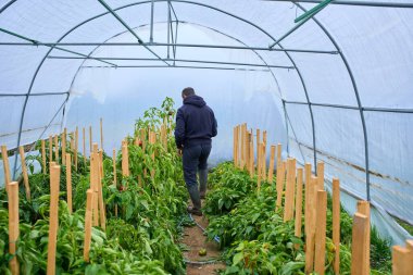 Korunaklı bir tünel içinde renkli dolma biber hasadı toplayan bir adam olarak sürdürülebilir tarım faaliyette..
