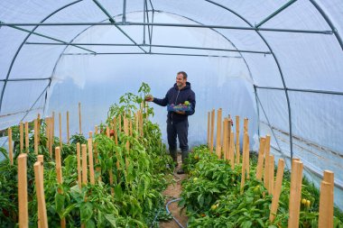 Orta yaşlı bir bahçıvan, parlak mavi plastik bir sandığın içine olgun dolma biber topluyor..