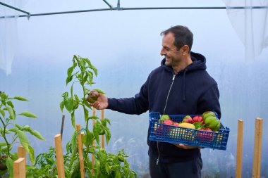Orta yaşlı bir bahçıvan, parlak mavi plastik bir sandığın içine olgun dolma biber topluyor..