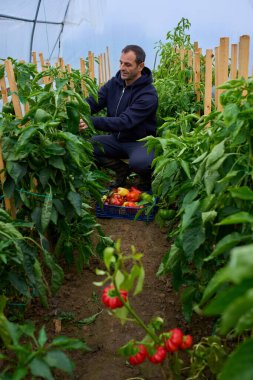Kazıklı biber bitkileri, güneşli bir politünel serasında taze ürün toplayan bir adamın etrafını sarıyor..