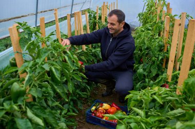 Orta yaşlı bir bahçıvan, parlak mavi plastik bir sandığın içine olgun dolma biber topluyor..