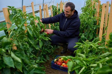 Orta yaşlı bir adam politünel serasında kazık saplanmış bitkilerin arasında biber topluyor.