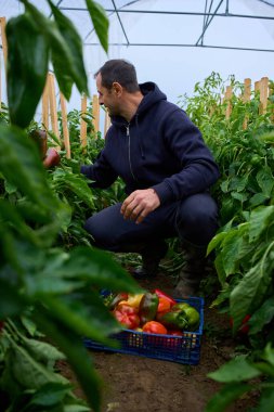 Orta yaşlı bir adam politünel serasında kazık saplanmış bitkilerin arasında biber topluyor.