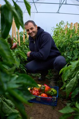 Orta yaşlı bir adam politünel serasında kazık saplanmış bitkilerin arasında biber topluyor.