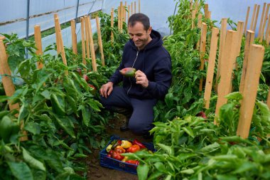 Korunaklı bir tünel içinde renkli dolma biber hasadı toplayan bir adam olarak sürdürülebilir tarım faaliyette..