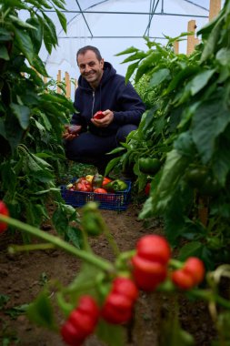 Kazıklı biber bitkileri, güneşli bir politünel serasında taze ürün toplayan bir adamın etrafını sarıyor..