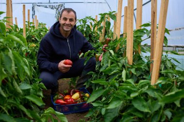 Kazıklı biber bitkileri, güneşli bir politünel serasında taze ürün toplayan bir adamın etrafını sarıyor..