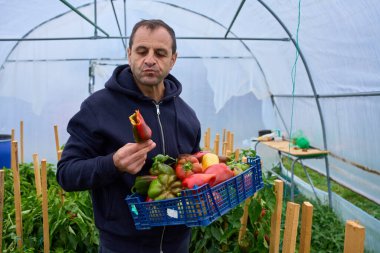 Orta yaşlı çiftçi mavi sandık renkli hasat edilmiş biberi serada tutarken taze biber yiyor.