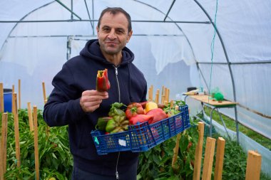 Orta yaşlı çiftçi mavi sandık renkli hasat edilmiş biberi serada tutarken taze biber yiyor.