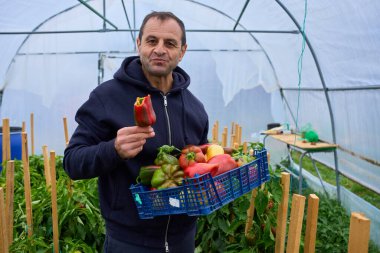 Orta yaşlı çiftçi mavi sandık renkli hasat edilmiş biberi serada tutarken taze biber yiyor.