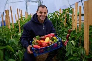 Orta yaşlı çiftçi gururla mavi renkli hasat edilmiş biber kasasını politünel serasında yemyeşil bitkiler arasında tutar.
