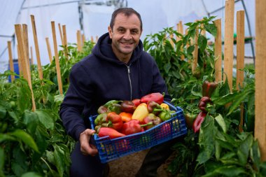 Orta yaşlı çiftçi gururla mavi renkli hasat edilmiş biber kasasını politünel serasında yemyeşil bitkiler arasında tutar.