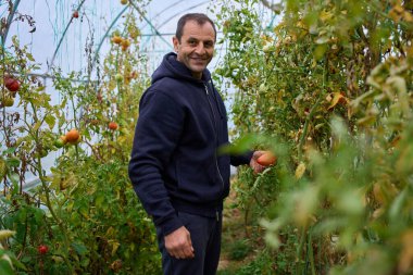 Orta yaşlı çiftçi, politünel serasında domates toplarken gülümsüyor.