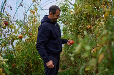 Orta yaşlı çiftçi, politünel serasında domates toplarken gülümsüyor.