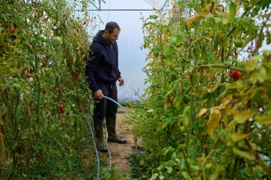 Orta yaşlı çiftçi, çoklu tünel serasında, yemyeşil sarmaşıkların arasına hortumla domates suluyor.