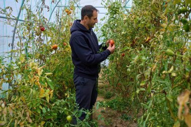 Orta yaşlı çiftçi, politünel serasında domates toplarken gülümsüyor.