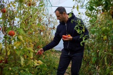 Orta yaşlı çiftçi, politünel serasında domates toplarken gülümsüyor.