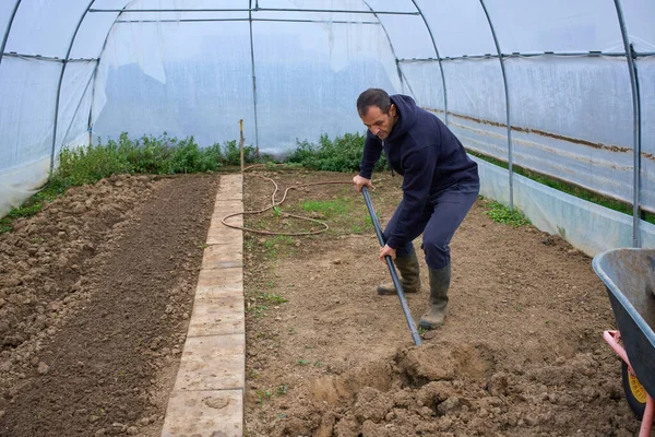 Orta yaşlı bir adam, kırsal alanda plastik çoklu tünel serasının içinde toprak kazıyor.