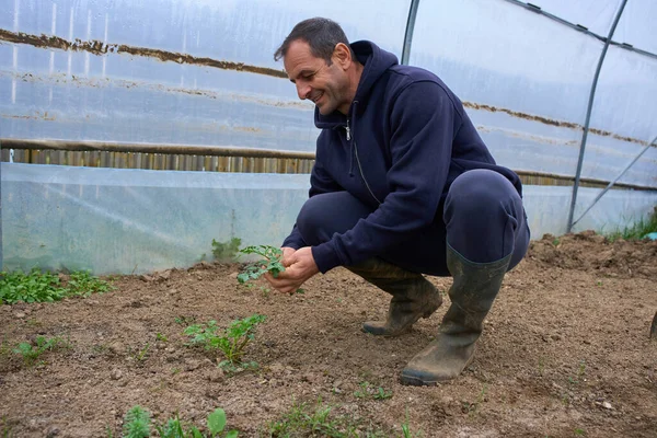 Orta yaşlı bir adam plastik çoklu tünel serasında çömelmiş maydanoz tohumu topluyor.