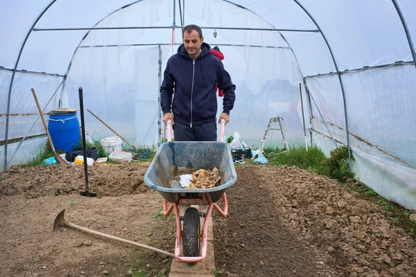 Orta yaşlı bir adam plastik çoklu tünel serasında bahçe enkazı ile el arabası sürüyor.