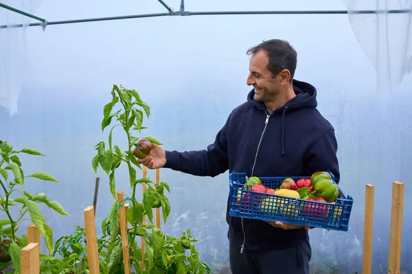 Orta yaşlı bir bahçıvan, parlak mavi plastik bir sandığın içine olgun dolma biber topluyor..