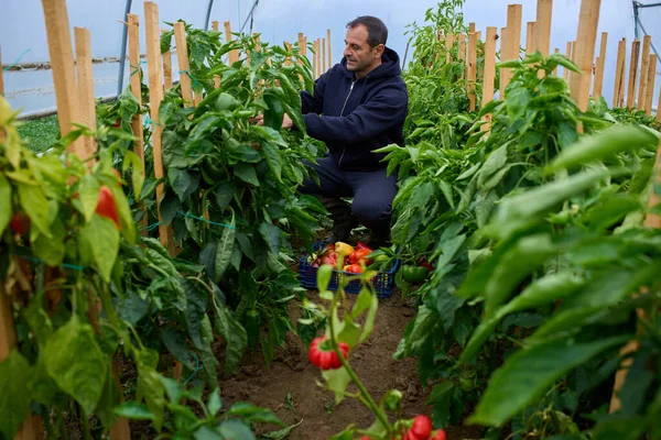 Kazıklı biber bitkileri, güneşli bir politünel serasında taze ürün toplayan bir adamın etrafını sarıyor..
