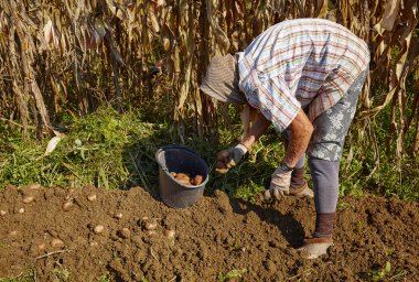 Çiftçi malzeme çekme patates