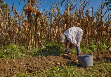 Çiftçi malzeme çekme patates