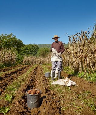 patates hasat çiftçi