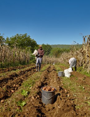 patates hasat çiftçi